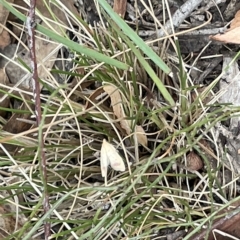 Heteroteucha occidua (A concealer moth) at Percival Hill - 13 Mar 2023 by Hejor1