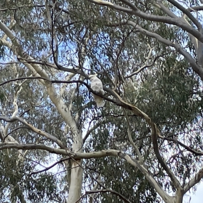 Cacatua galerita (Sulphur-crested Cockatoo) at Nicholls, ACT - 13 Mar 2023 by Hejor1