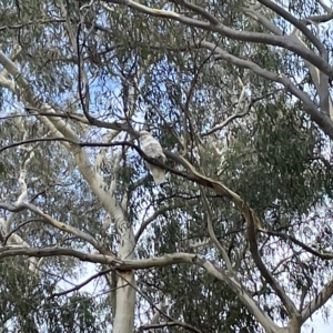 Cacatua galerita at Nicholls, ACT - 13 Mar 2023