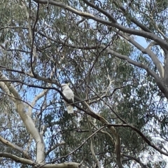 Cacatua galerita at Nicholls, ACT - 13 Mar 2023