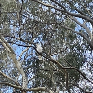 Cacatua galerita at Nicholls, ACT - 13 Mar 2023