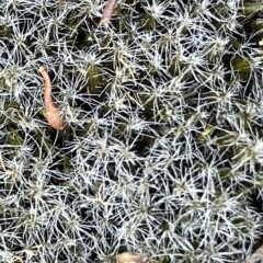 Unidentified Moss, Liverwort or Hornwort at Nicholls, ACT - 13 Mar 2023 by Hejor1