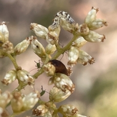 Lepidoptera unclassified IMMATURE (caterpillar or pupa or cocoon) at Percival Hill - 13 Mar 2023 by Hejor1