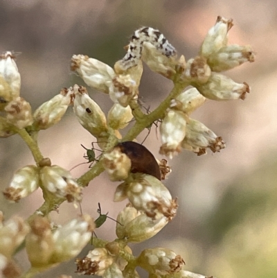 Lepidoptera unclassified IMMATURE (caterpillar or pupa or cocoon) at Nicholls, ACT - 13 Mar 2023 by Hejor1