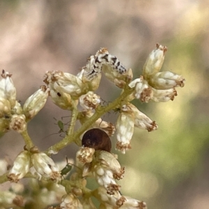 Lepidoptera unclassified IMMATURE at Nicholls, ACT - 13 Mar 2023