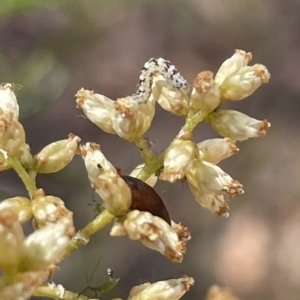 Lepidoptera unclassified IMMATURE at Nicholls, ACT - 13 Mar 2023