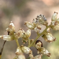 Lepidoptera unclassified IMMATURE moth at Nicholls, ACT - 13 Mar 2023