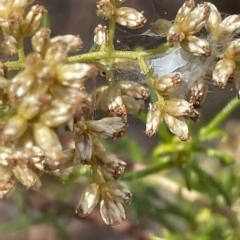 Unidentified Orb-weaving spider (several families) at Nicholls, ACT - 13 Mar 2023 by Hejor1