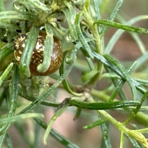 Paropsisterna cloelia at Nicholls, ACT - 13 Mar 2023 12:37 PM