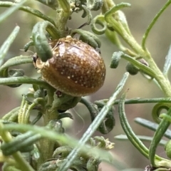 Paropsisterna cloelia at Nicholls, ACT - 13 Mar 2023 12:37 PM