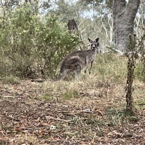 Macropus giganteus at Nicholls, ACT - 13 Mar 2023 12:22 PM