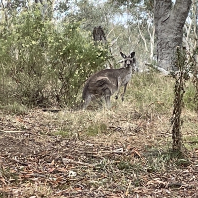 Macropus giganteus (Eastern Grey Kangaroo) at Nicholls, ACT - 13 Mar 2023 by Hejor1