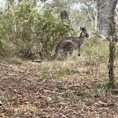 Macropus giganteus at Nicholls, ACT - 13 Mar 2023 12:22 PM