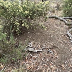 Macropus giganteus at Nicholls, ACT - 13 Mar 2023 12:22 PM