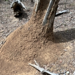 Nasutitermes exitiosus (Snouted termite, Gluegun termite) at Nicholls, ACT - 13 Mar 2023 by Hejor1
