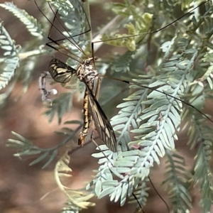 Ptilogyna sp. (genus) at Nicholls, ACT - 13 Mar 2023