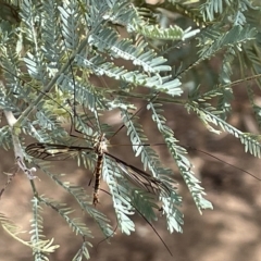 Ptilogyna sp. (genus) at Nicholls, ACT - 13 Mar 2023 12:59 PM