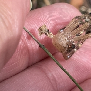 Neosparassus sp. (genus) at Nicholls, ACT - 13 Mar 2023