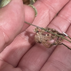 Neosparassus sp. (genus) at Nicholls, ACT - 13 Mar 2023