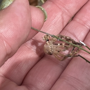 Neosparassus sp. (genus) at Nicholls, ACT - 13 Mar 2023