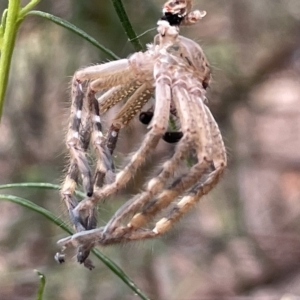 Neosparassus sp. (genus) at Nicholls, ACT - 13 Mar 2023