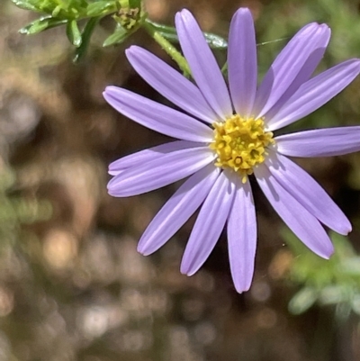 Olearia tenuifolia (Narrow-leaved Daisybush) at Nicholls, ACT - 13 Mar 2023 by Hejor1