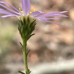 Olearia tenuifolia at Nicholls, ACT - 13 Mar 2023