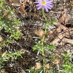 Olearia tenuifolia at Nicholls, ACT - 13 Mar 2023