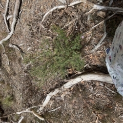 Olearia tenuifolia at Nicholls, ACT - 13 Mar 2023 01:03 PM