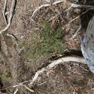 Olearia tenuifolia at Nicholls, ACT - 13 Mar 2023