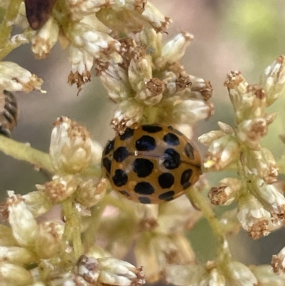 Harmonia conformis (Common Spotted Ladybird) at Percival Hill - 13 Mar 2023 by Hejor1