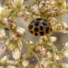 Harmonia conformis at Nicholls, ACT - 13 Mar 2023 01:21 PM