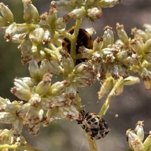 Harmonia conformis at Nicholls, ACT - 13 Mar 2023