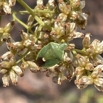 Ocirrhoe lutescens (A shield bug) at Percival Hill - 13 Mar 2023 by Hejor1