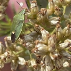 Ocirrhoe lutescens at Nicholls, ACT - 13 Mar 2023 01:22 PM