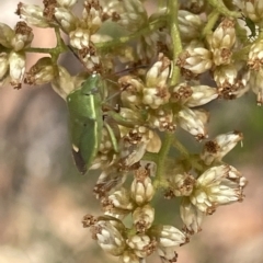 Ocirrhoe lutescens at Nicholls, ACT - 13 Mar 2023 01:22 PM