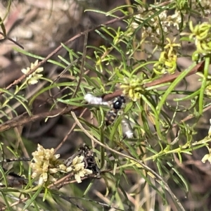 Syrphini sp. (tribe) at Nicholls, ACT - 13 Mar 2023