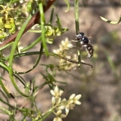 Syrphini sp. (tribe) at Nicholls, ACT - 13 Mar 2023