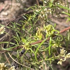 Syrphini sp. (tribe) at Nicholls, ACT - 13 Mar 2023