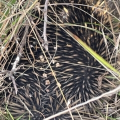 Tachyglossus aculeatus (Short-beaked Echidna) at Percival Hill - 13 Mar 2023 by Hejor1