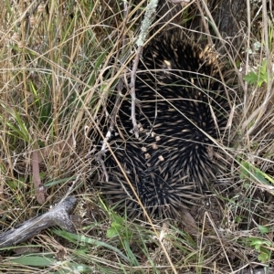 Tachyglossus aculeatus at Nicholls, ACT - 13 Mar 2023 01:34 PM