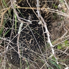 Tachyglossus aculeatus at Nicholls, ACT - 13 Mar 2023 01:34 PM