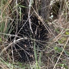 Tachyglossus aculeatus at Nicholls, ACT - 13 Mar 2023 01:34 PM