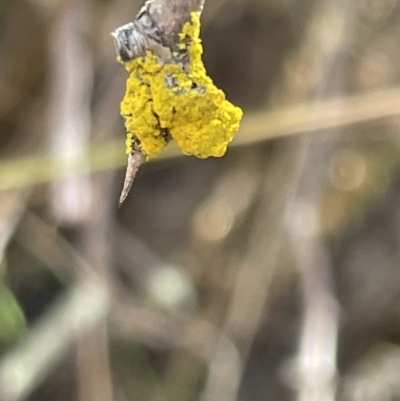 Candelariella sp. at Percival Hill - 13 Mar 2023 by Hejor1