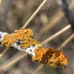 Teloschistes sp. (genus) (A lichen) at Percival Hill - 13 Mar 2023 by Hejor1