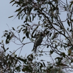 Oriolus sagittatus (Olive-backed Oriole) at Bruce, ACT - 13 Mar 2023 by KaleenBruce