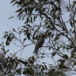 Oriolus sagittatus at Bruce, ACT - 13 Mar 2023