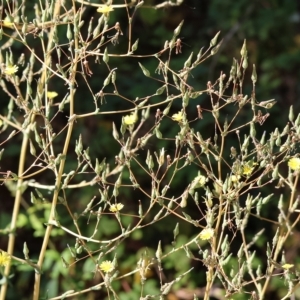 Lactuca serriola at West Wodonga, VIC - 13 Mar 2023 10:19 AM