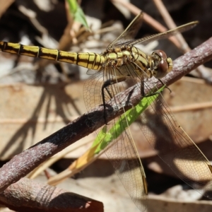 Orthetrum caledonicum at West Wodonga, VIC - 13 Mar 2023 10:32 AM