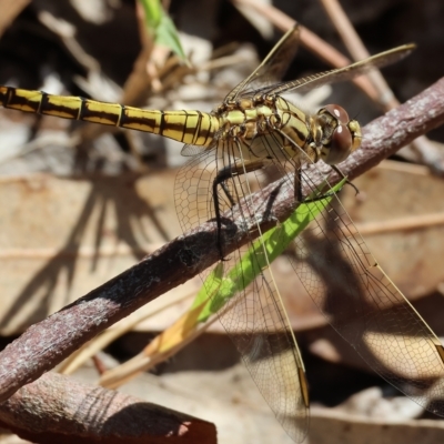 Orthetrum caledonicum (Blue Skimmer) at West Wodonga, VIC - 13 Mar 2023 by KylieWaldon